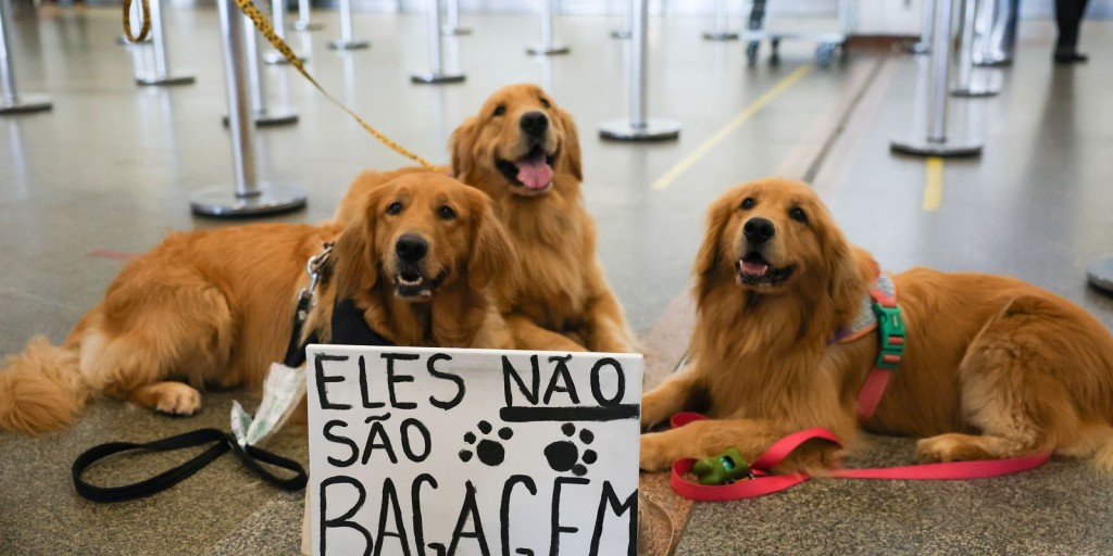 Após morte de Joca, tutores se manifestam em aeroportos