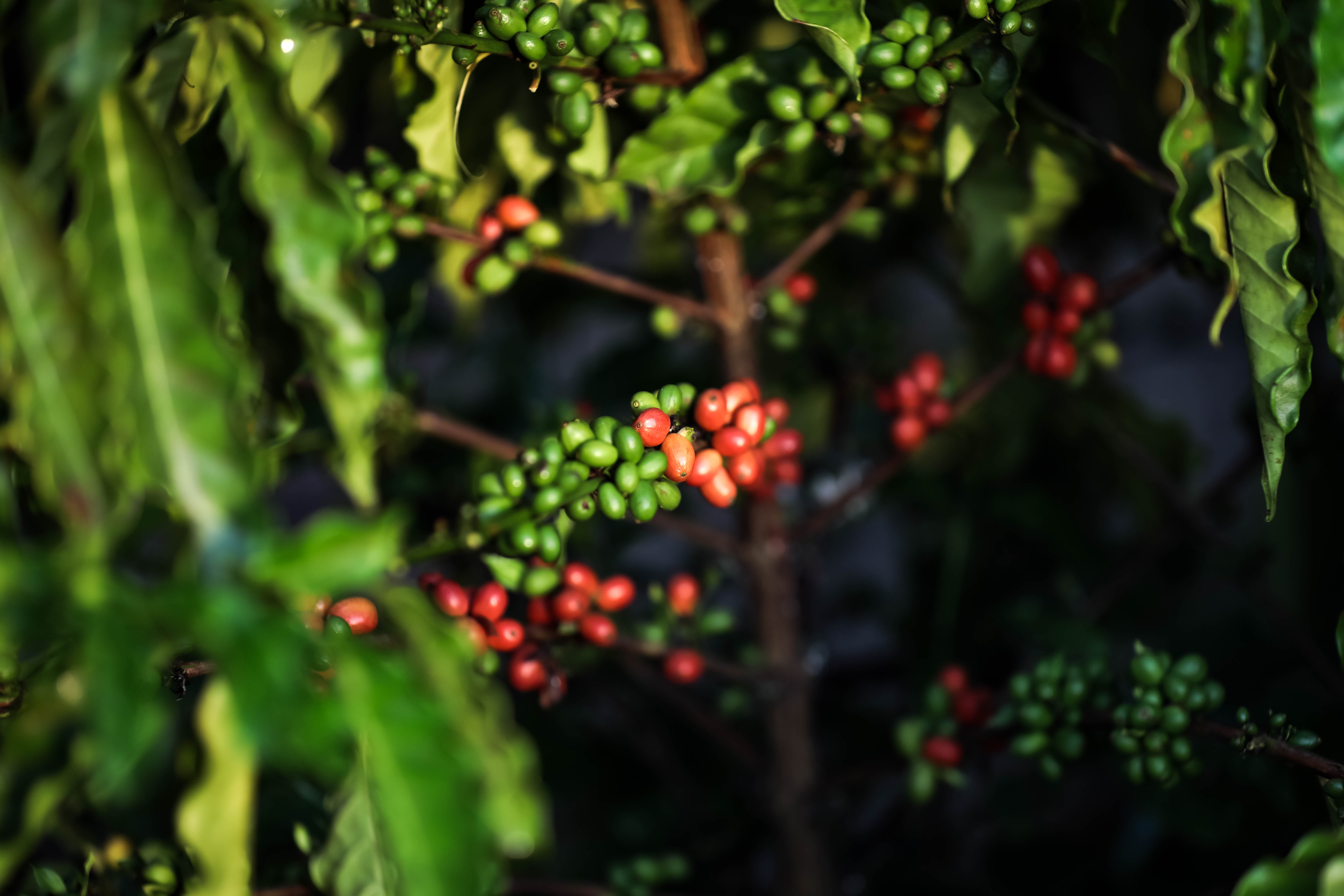 Produtividade de café por hectare em MT triplica e Embrapa destaca impactos de programa do Governo