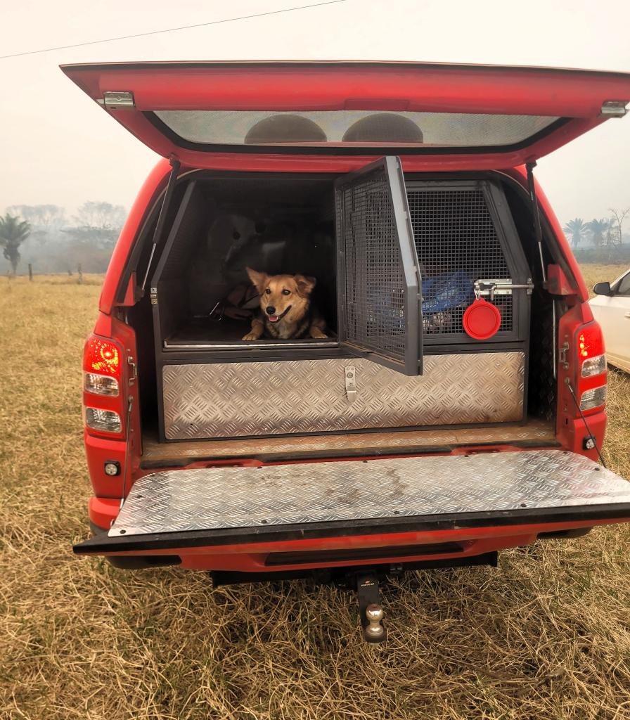 Com cães farejadores, bombeiros intensificam busca por jovem desaparecido