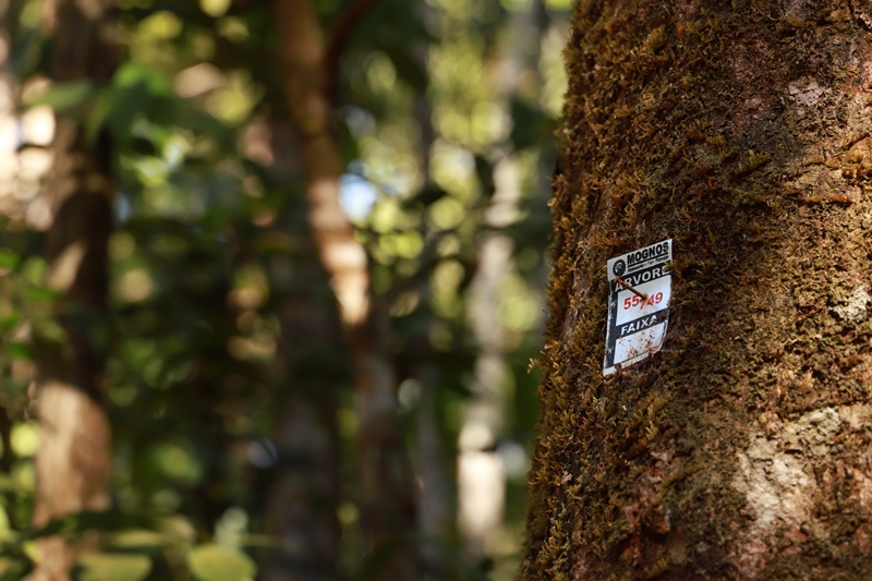 Manejo Florestal Sustentável garante a conservação da floresta em pé