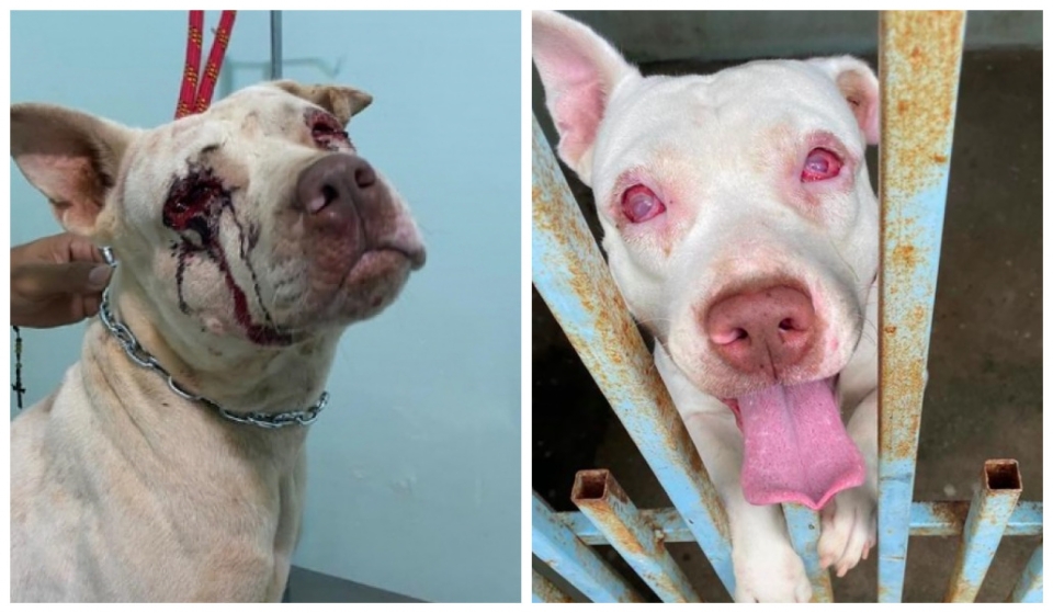 Pitbull que teve olhos furados se recupera de cirurgia, mas não voltará a enxergar