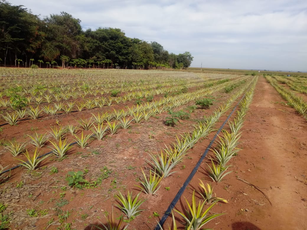 Projeto Semear bate recorde com plantio de 18 mil mudas de abacaxi