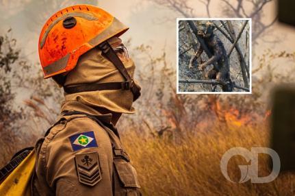 Incêndio é em MT e imagens de bichos queimados são de MS