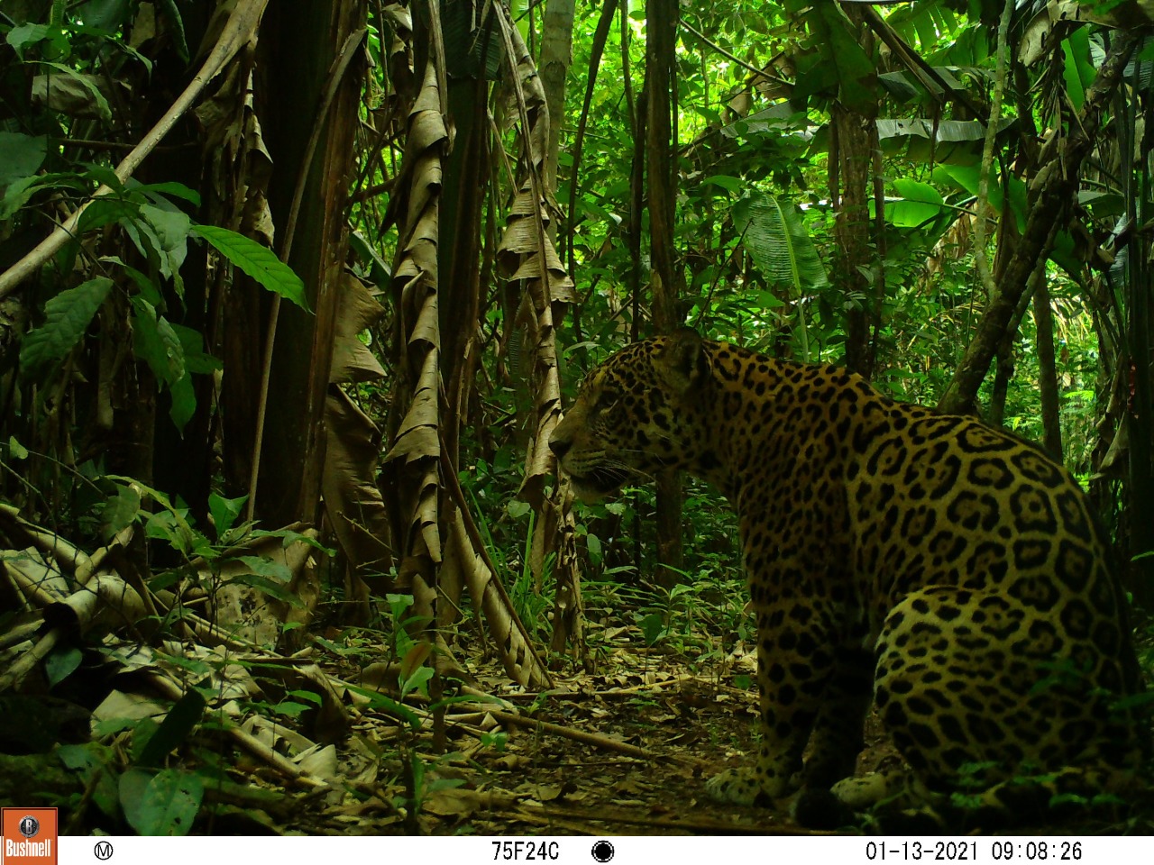 Sinop Energia preserva a fauna da Floresta Amazônica