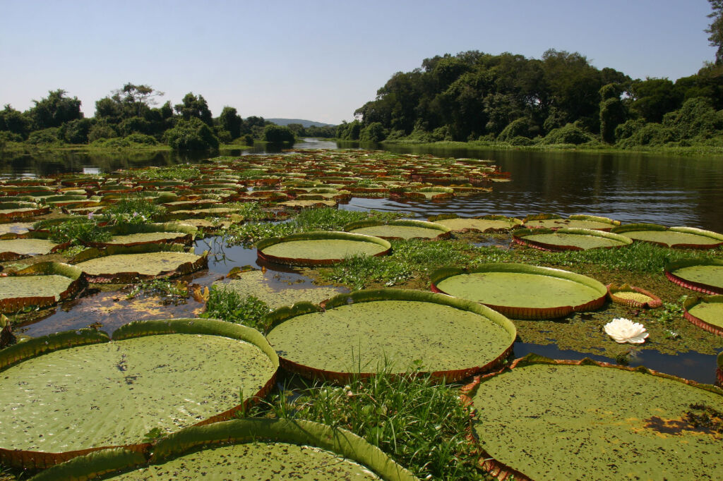 Conferência vai debater Estatuto do Bioma Pantanal