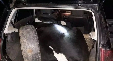 Polícia resgata vaca sedada e amarrada dentro de carro