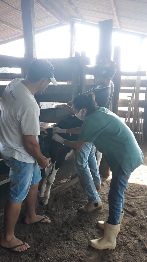 Secretaria auxilia pequenos produtores em vacinação contra Brucelose