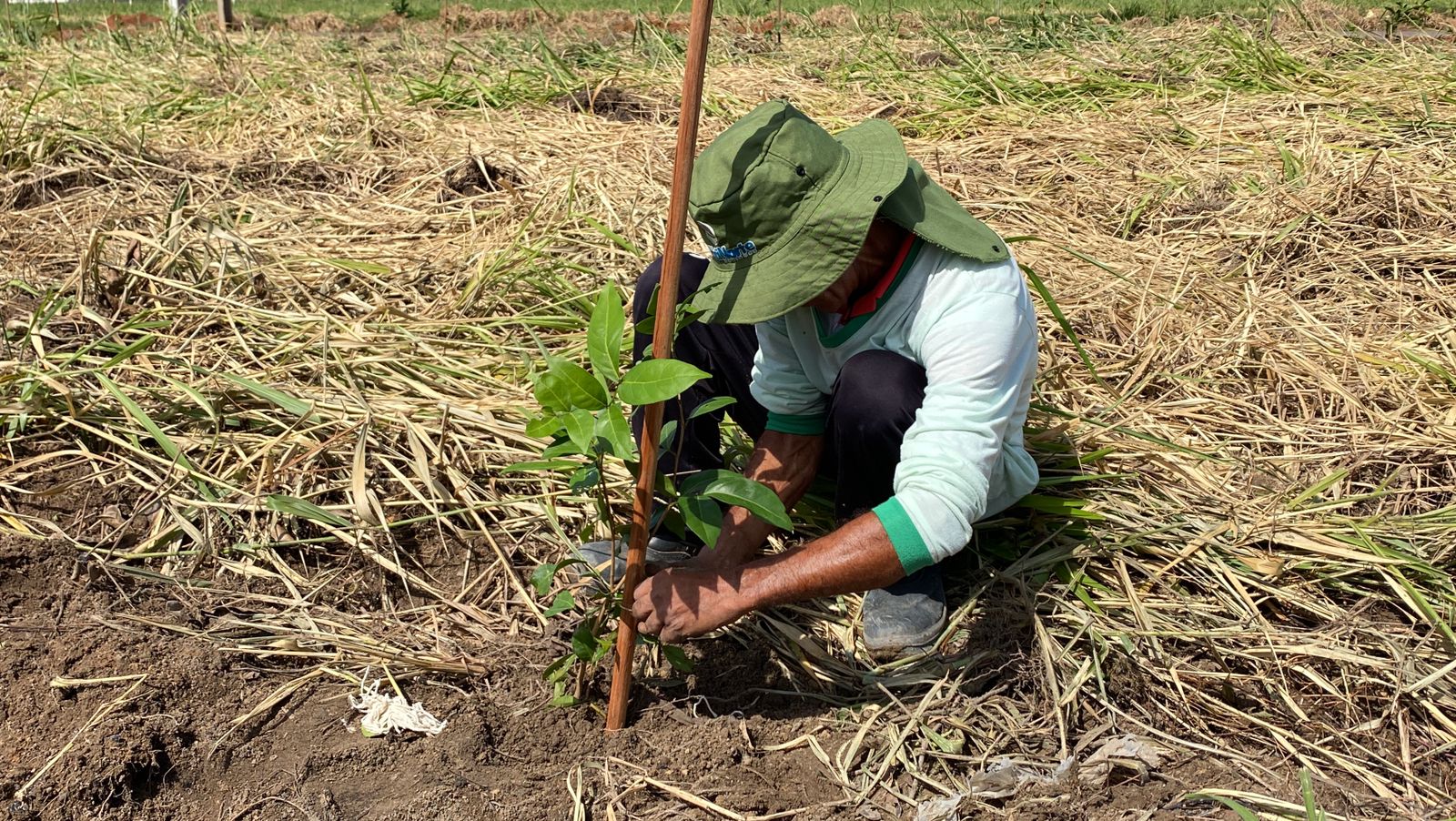 Meio Ambiente realiza plantio para formação de área verde no Nossa Senhora de Aparecida