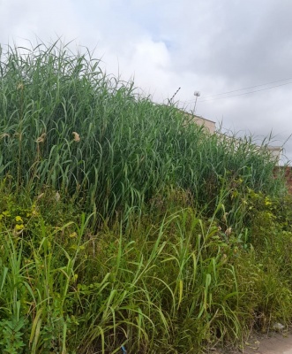 Meio Ambiente já fiscalizou 20 bairros e multou mais de 300 lotes com mato alto em Sinop