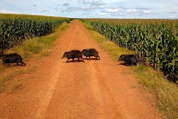 Ataques de porcos selvagens comprometem lavouras de milho