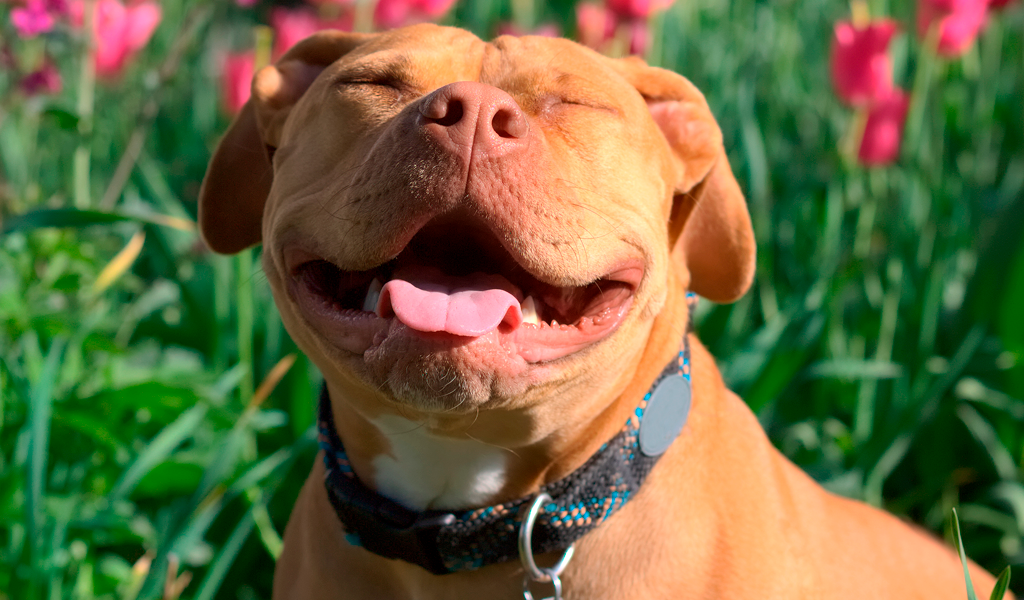 Mulher denuncia pitbulls de vizinho que atacaram e mataram gato na porta de casa