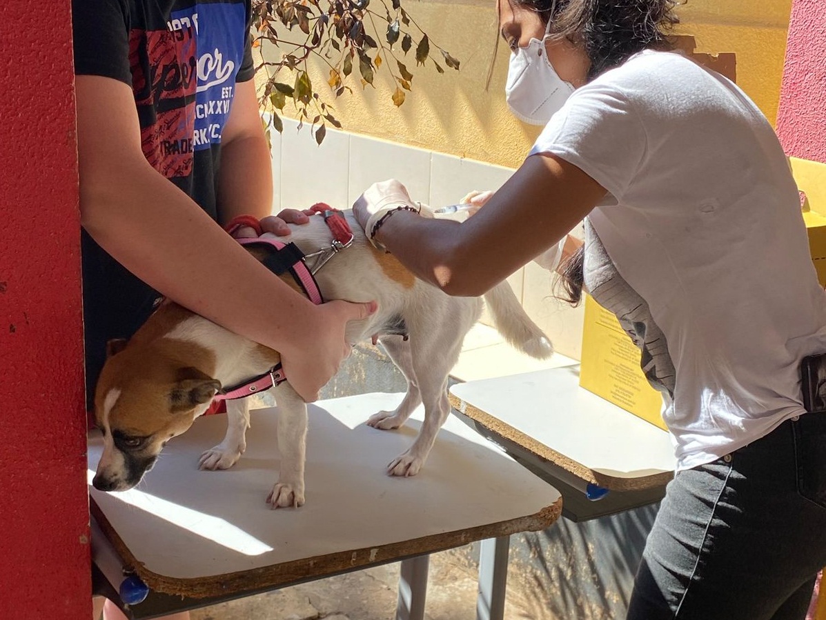 Sinop: quase 3 mil animais são vacinados contra raiva em ações itinerantes