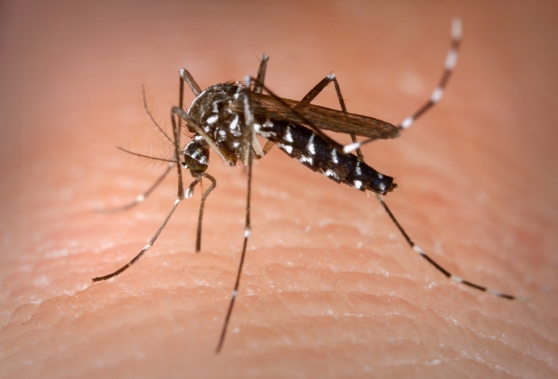 Em meio a pânico do Covid, secretário alerta para aumento de casos de dengue e baixa vacinação de crianças