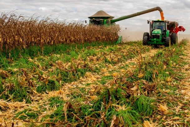 Colheita fecha com 3ª maior produtividade da história no MT