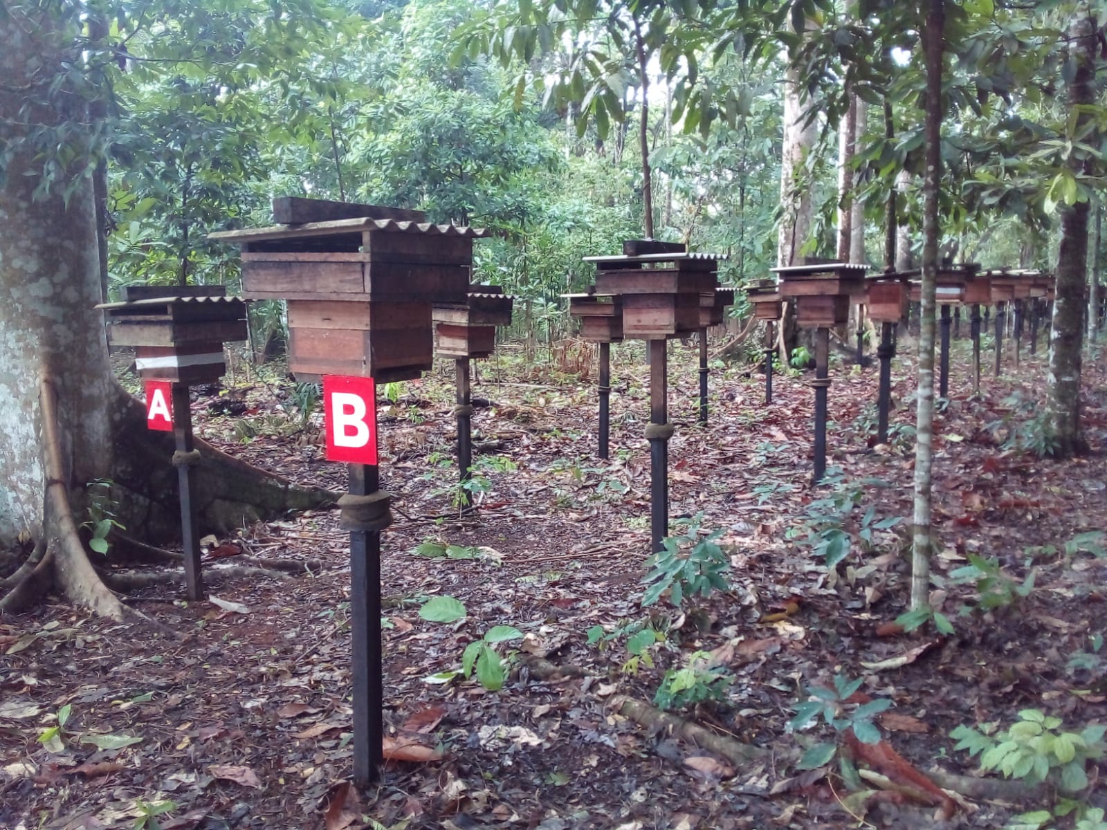 Zootecnista da Prefeitura conhece meliponario municipal de Alta Floresta durante a 9° capacitação em meliponicultora