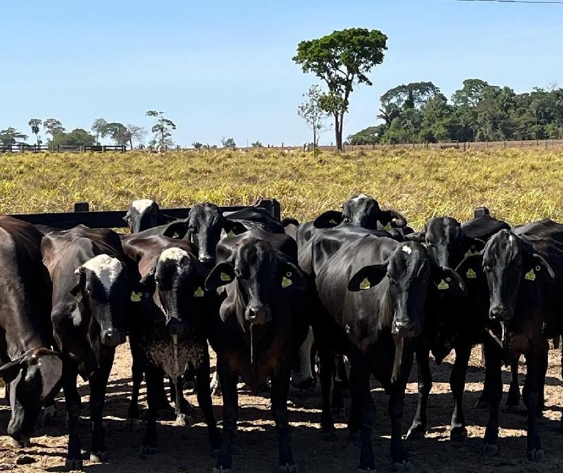 Governo de MT entrega novilhas prenhas de raça leiteira para agricultura familiar