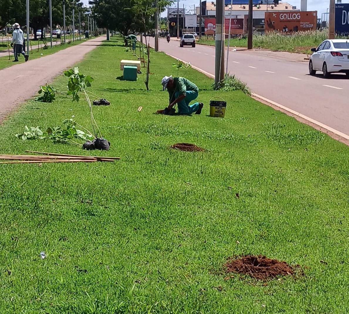 Mais 426 mudas produzidas no Viveiro Municipal são plantadas na Avenida Bruno Martini