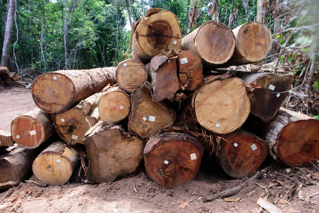 Período proibitivo para exploração do manejo sustentável começa nesta quarta-feira (1°)