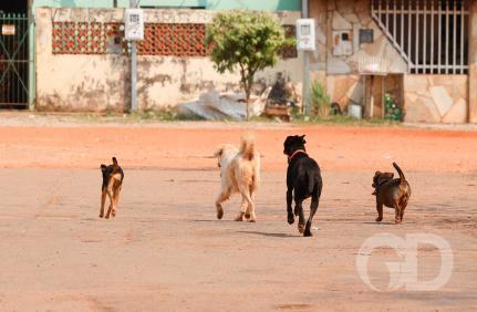 Especialista vê falha nas punições aos agressores de animais