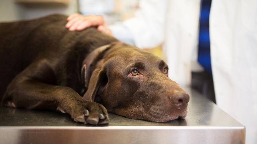 Pets têm cada vez mais câncer e ração não é explicação para isso.