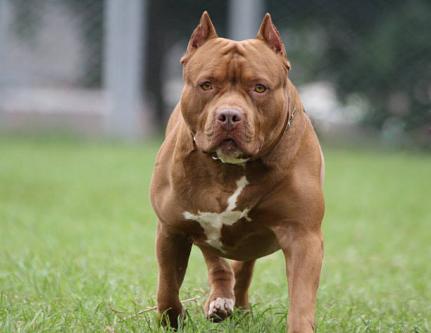 Menino de 4 anos atacado por pitbull do avô  segue internado