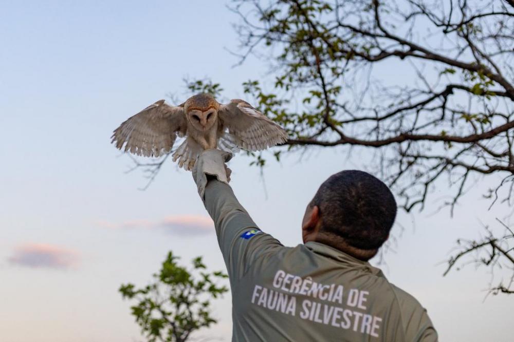 Sema recebeu mais de 1,1 mil animais silvestres resgatados em 2023