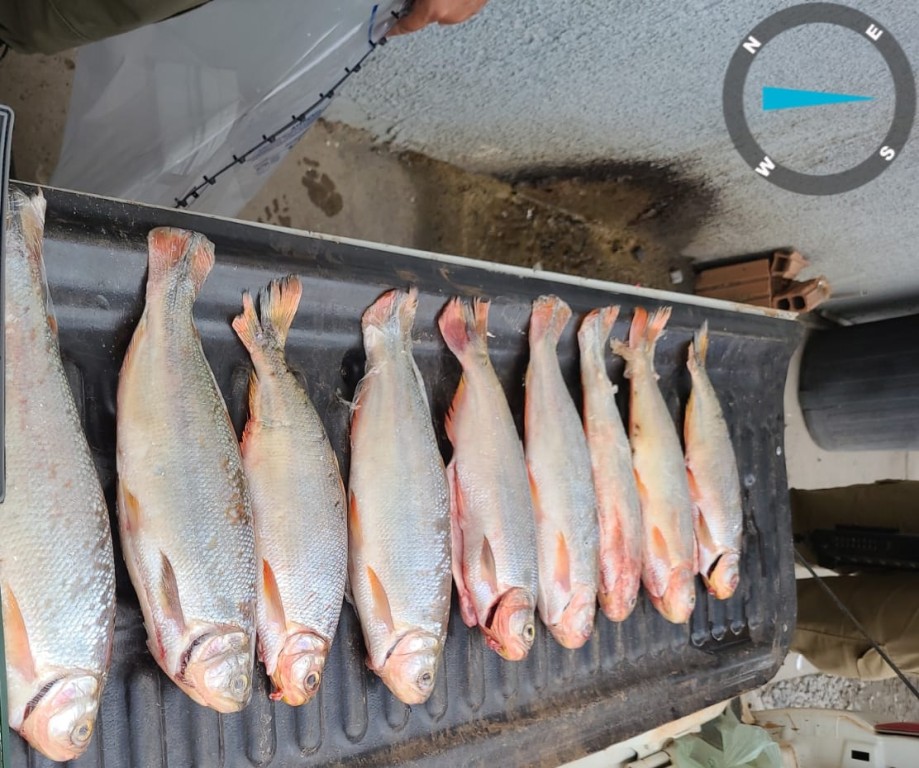 Homem é preso por transporte ilegal de pescado